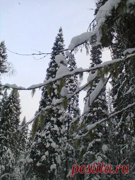 зимний лес