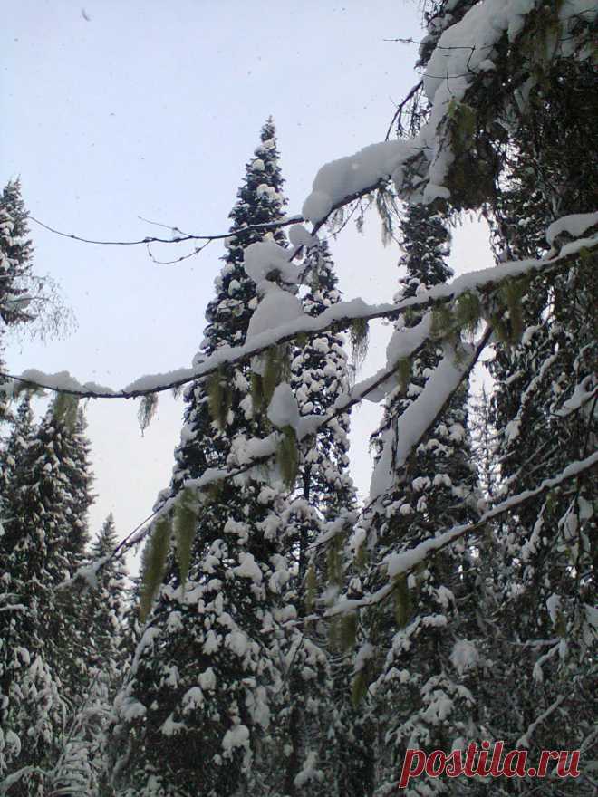 зимний лес