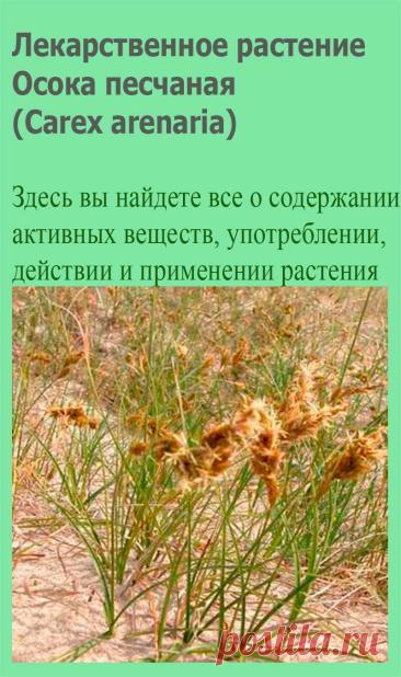 Лекарственное растение Осока песчаная (Carex arenaria). Многолетнее растение высотой 10-40 см с подземными далеко ползущими побегами, причем побеги нередко образуют прямые ряды. Стебель прямостоячий, сильный, с тремя острыми гранями. Листья жесткие, желобчатые, линейные, к моменту цветения такой же длины, что и стебель, или немного короче.