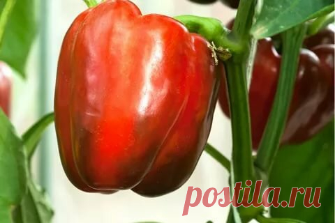 Самые мясистые сорта сладкого перца