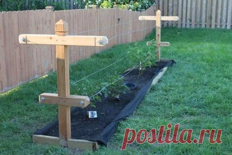 Почему шпалера необходима для выращивания ежевики 

Сочная и сладкая ежевика неприхотлива, одинаково хорошо переносит сухое тепло и мокрую прохладную погоду. Разрастается быстро, поэтому шпалера для ежевики помогает организовать порядок и облегчает сбор ягод. 

Сортов плодового кустарника очень много, можно подобрать прямо растущие и с плетущимися побегами, которые требуют небольшой поддержки, чтобы нормально развиваться и плодоносить. 
Показать полностью…