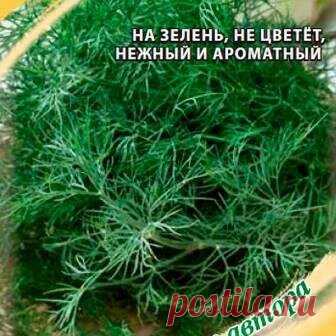Новый метод выращивания укропа, | Цветочная душа | Яндекс Дзен