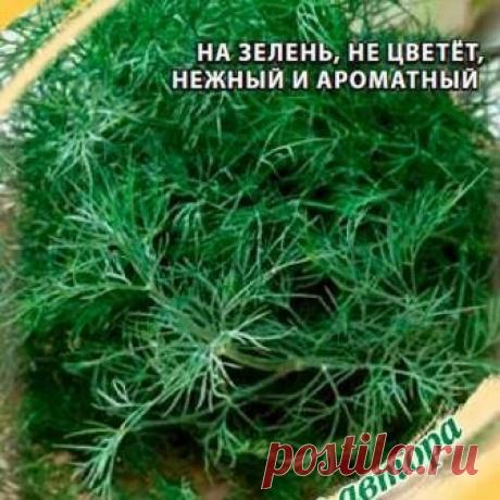 Новый метод выращивания укропа, | Цветочная душа | Яндекс Дзен