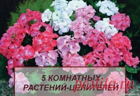 5 комнатных растений-целителей За что вы любите растения? За то, что они красивые и создают дома уютную атмосферу? У вас есть повод любить их еще больше, потому что многие комнатные растения считаются лечебными.1. Алоэ древовидный (столетник)Способ примененияЛечебные свойства алоэ были известны более 3000 лет назад....
