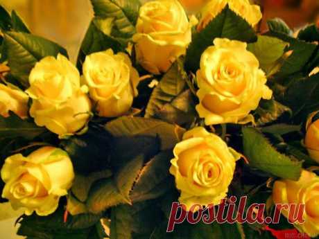 розы