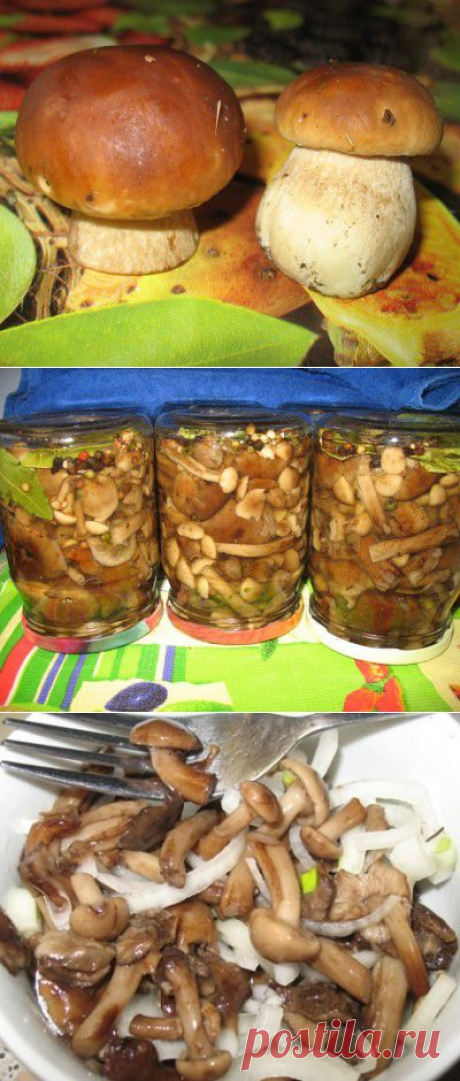 Маринованные и замороженные лесные грибочки,и рецепты из них : Грибы