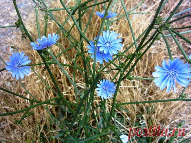 Цикорий - мамулечкин цветок .
Используют цикорий как пищевую, лекарственную и медоносную культуру. В лечебно-профилактическом питании употребляют корни (из них готовят сироп, суррогат кофе, салаты, винегреты). Молодые зеленые и более нежные отбеленные листья в виде салата особенно ценны для больных сахарным диабетом.