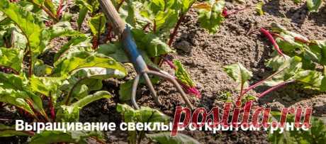 Выращивание свеклы в открытом грунте: пошаговая агротехника Выращивание свеклы в открытом грунте: пошаговая агротехника. Как посадить свеклу через рассаду, когда пересаживать в открытый грунт в Сибири. Как поливать.