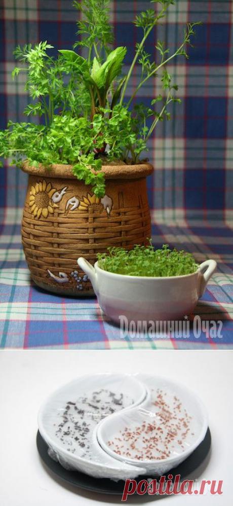 Мастер-класс: домашний огород на подоконнике