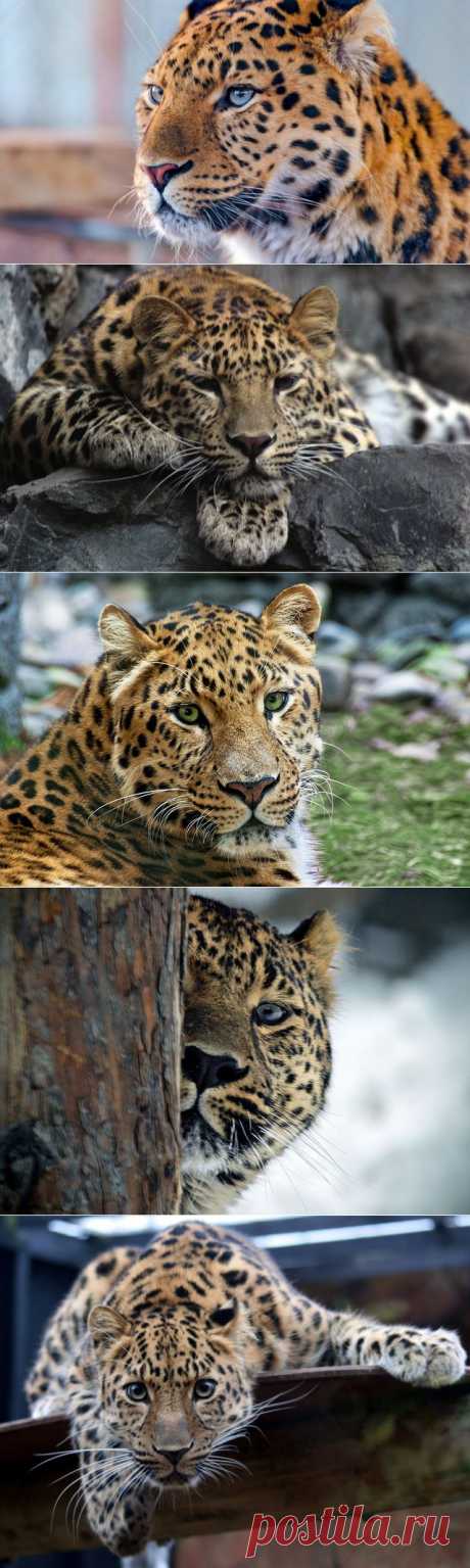 Их осталось всего 40 - Наука и жизнь