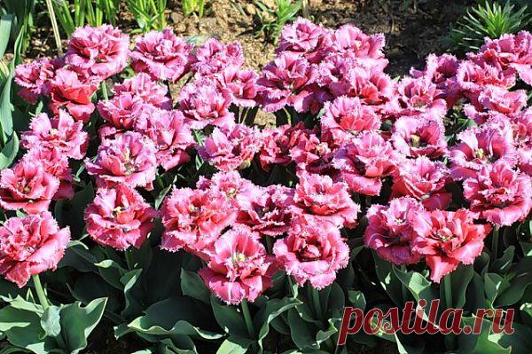 Готовимся к будущей весне - сажаем тюльпаны.