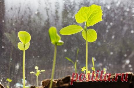 Как вырастить огурцы на окне без дополнительного освещения | sotki.ru