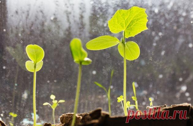 Как вырастить огурцы на окне без дополнительного освещения | sotki.ru