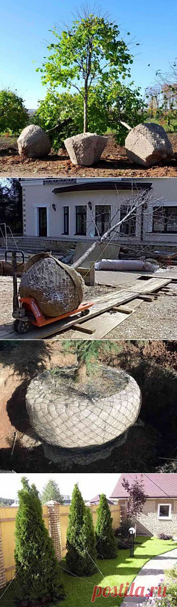 Посадка крупномеров на приусадебном участке | Дача - впрок