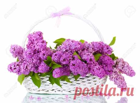 Hermosas Flores Lilas En La Cesta Aislada En Blanco Fotos, Retratos, Imágenes Y Fotografía De Archivo Libres De Derecho. Image 14795103.