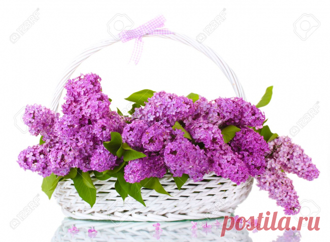 Hermosas Flores Lilas En La Cesta Aislada En Blanco Fotos, Retratos, Imágenes Y Fotografía De Archivo Libres De Derecho. Image 14795103.