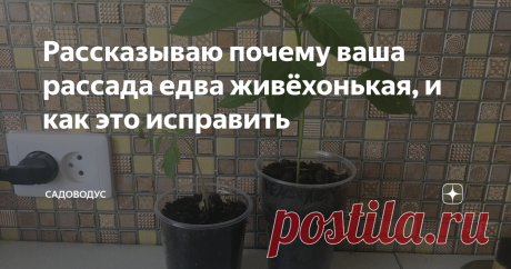 Рассказываю почему ваша рассада едва живёхонькая, и как это исправить Значит посадили вы рассаду, только та, вместо того, чтобы быстро расти и становится крепкой и мощной, начинает засыхать или вообще еле еле развиваться. Мы не в коем случае не должны оставлять всё как есть, ведь только здоровые саженцы в силах принести хотя-бы средний урожай. От дохляков мы вообще ничего не получим.
Получили проблему - надо её решать! К счастью это недолго.
Если мы видите всю