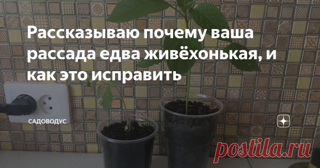 Рассказываю почему ваша рассада едва живёхонькая, и как это исправить Значит посадили вы рассаду, только та, вместо того, чтобы быстро расти и становится крепкой и мощной, начинает засыхать или вообще еле еле развиваться. Мы не в коем случае не должны оставлять всё как есть, ведь только здоровые саженцы в силах принести хотя-бы средний урожай. От дохляков мы вообще ничего не получим.
Получили проблему - надо её решать! К счастью это недолго.
Если мы видите всю