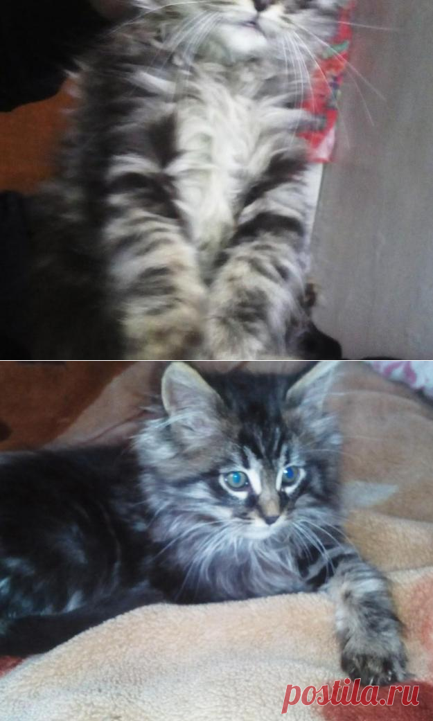 Кот филипс 2,5 мес. – купить в Санкт-Петербурге, цена 4 000 руб., дата размещения: 08.01.2017 – Кошки