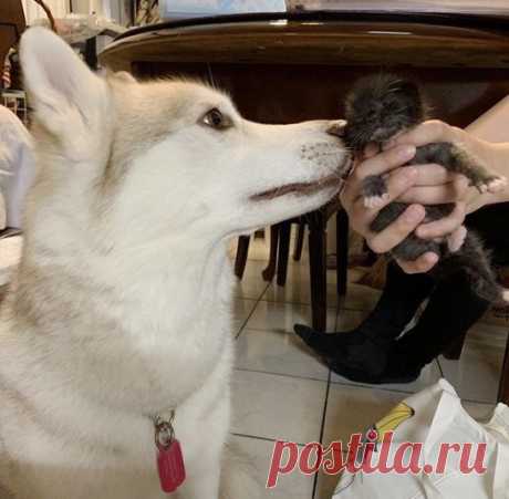 Хаски из приюта стала нянечкой осиротевших котят: трогательные фото - Главком