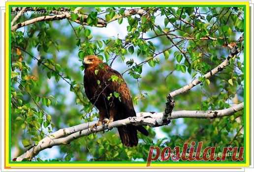 Притча про орла. Бизнес в Интернете - От Старта До ПРОФИ