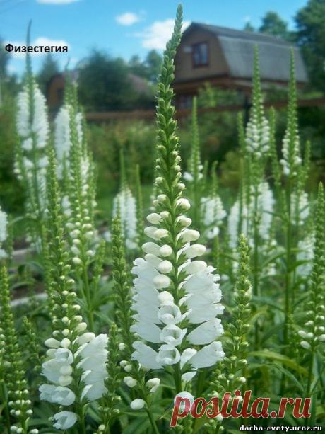 Дача,многолетние цветы,рассада,купить многолетние цветы - Физостегия виргинская,физостегия,купить физостегию в Москве,физостегия почтой,почвопокровные в Москв