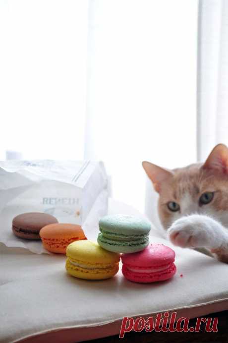 Curiosity ~ Silly kitty | ! A~ ♥ Kat Krazy ♥