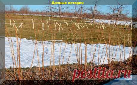 Правильный уход за малиной весной для получения больших урожаев: минимально возможный уход который нельзя игнорировать | Дачные истории | Яндекс Дзен