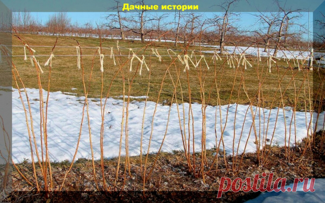 Правильный уход за малиной весной для получения больших урожаев: минимально возможный уход который нельзя игнорировать | Дачные истории | Яндекс Дзен