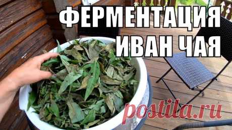 Ферментация иван чая своими руками. Лекарственные растения под ногами Впервые решили произвести ферментацию иван чая. Первую партию мы засушили, вторую заферментировали. Несмотря на неоднородный цвет, чай получился просто велик...