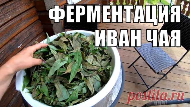 Ферментация иван чая своими руками. Лекарственные растения под ногами Впервые решили произвести ферментацию иван чая. Первую партию мы засушили, вторую заферментировали. Несмотря на неоднородный цвет, чай получился просто велик...
