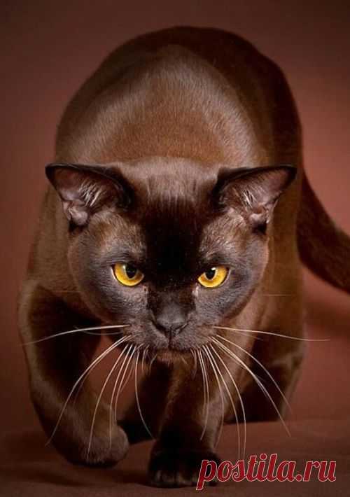 (12) Pinterest