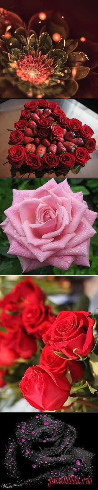 В. Контактный: Я люблю ✿ ЦВЕТЫ ✿ | I ♥ Flowers | Постила.ru