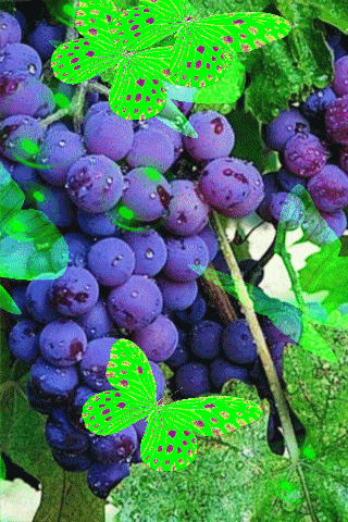 Виноградное лето