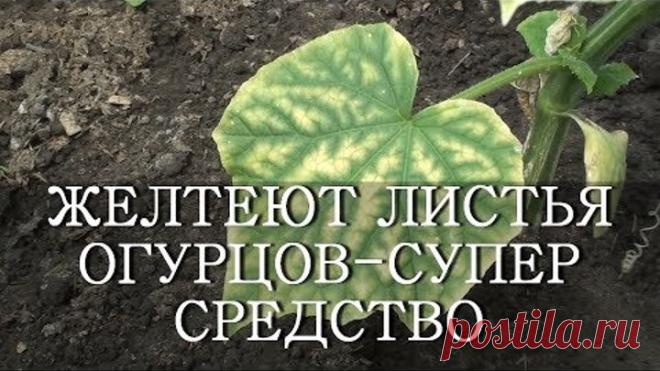 ЖЕЛТЕЮТ ЛИСТЬЯ ОГУРЦОВ - СУПЕР СРЕДСТВО ЙОД И МОЛОКО