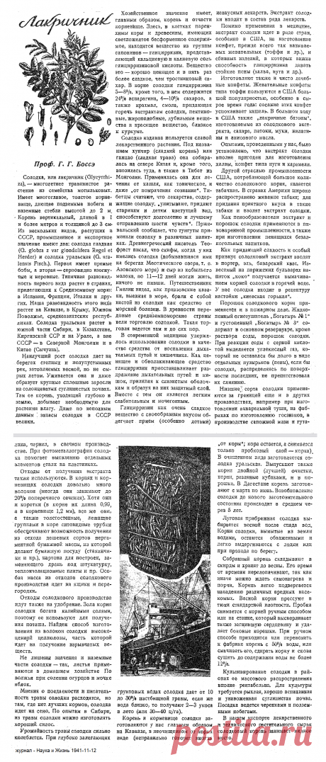 Солодка или лакричник