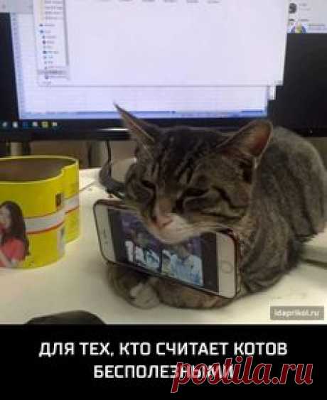 АйДаПрикол - коллекция лучших демотиваторов, фотоприколов и комиксов с ежедневным обновлением.