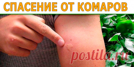 СПАСЕНИЕ ОТ КОМАРОВ | Полезные советы