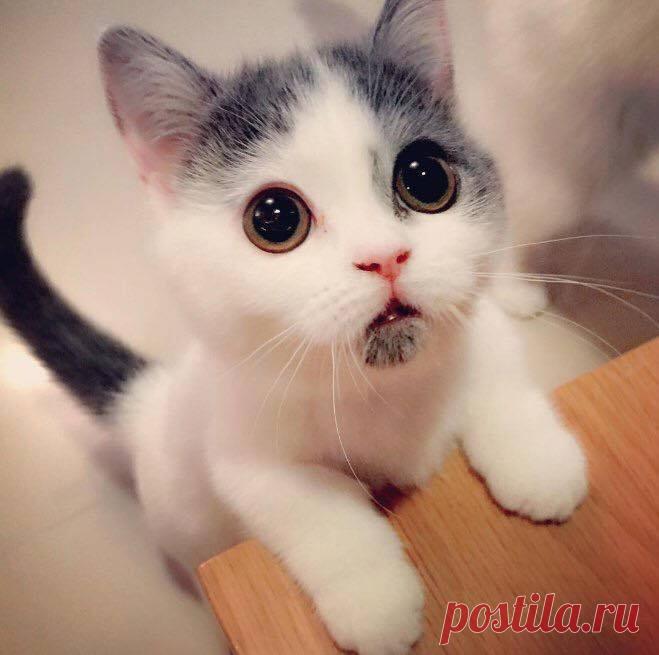 Котенок, который всегда удивлен. | Чёрт побери