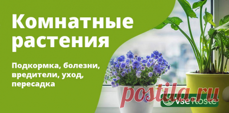 Комнатные растения: подкормка, болезни, вредители, уход, пересадка