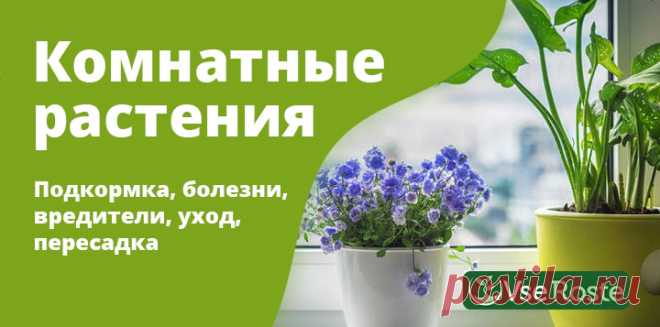 Комнатные растения: подкормка, болезни, вредители, уход, пересадка