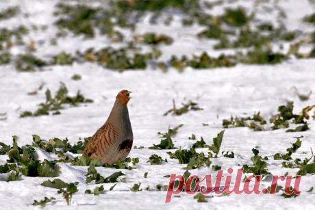 Как выживает куропатка: 6 фактов о зимовке дикой птицы | Приключения натуралиста | Яндекс Дзен