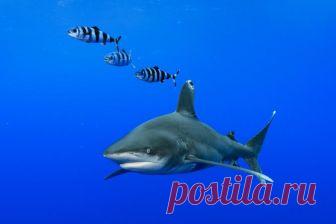 10 удивительных видов акул, о которых мы почти ничего не слышали – Zagge.ru