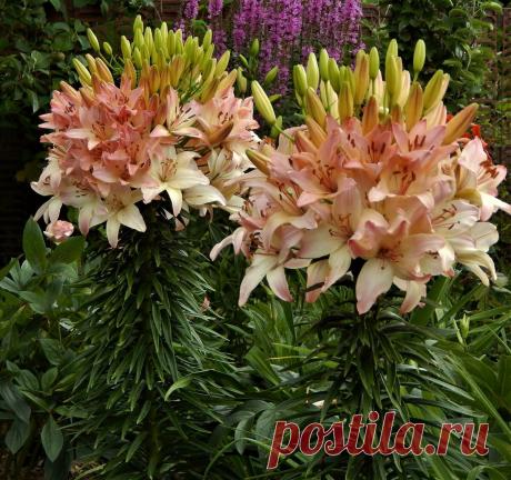 Где лучше посадить лилии. | Цветочная душа | Яндекс Дзен