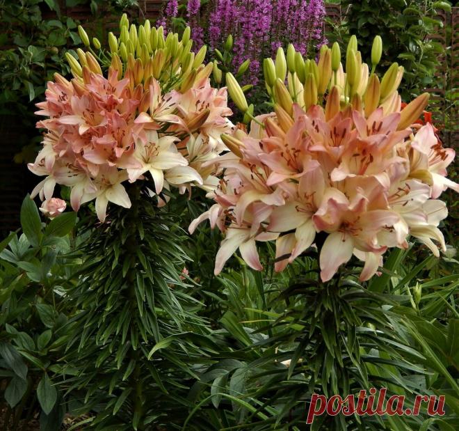 Где лучше посадить лилии. | Цветочная душа | Яндекс Дзен