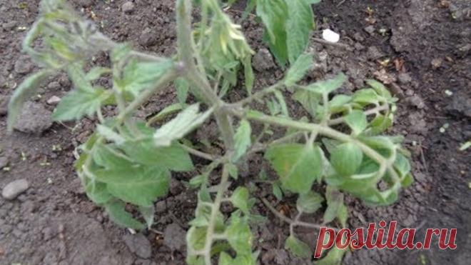 Одноклассники