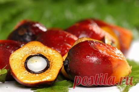 Осторожно: пальмовое масло! | Секреты.нет