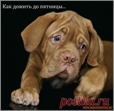 Для хорошего настроения | Четвероногий юмор