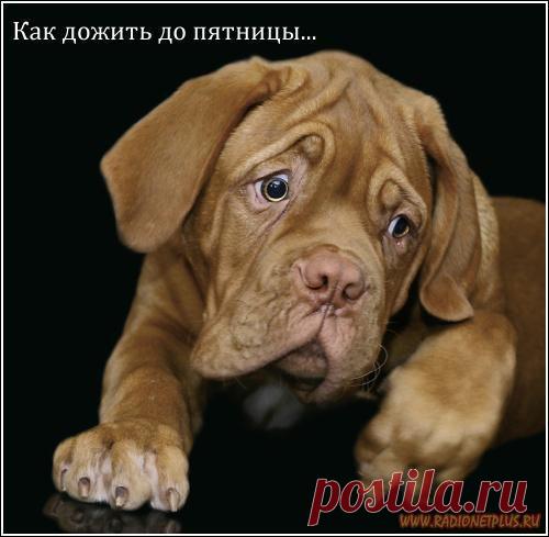 Для хорошего настроения | Четвероногий юмор