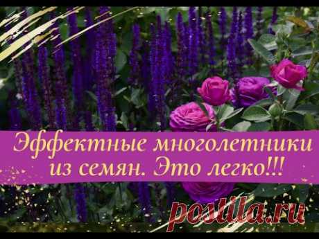 Эффектные многолетники из семян! Легко!